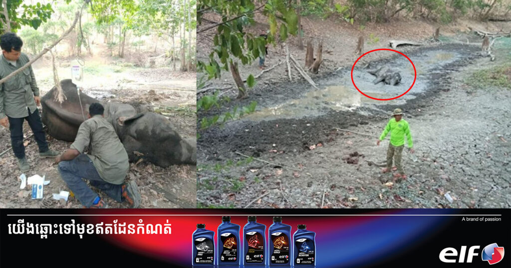 មន្ទីរបរិស្ថានខេត្តមណ្ឌលគិរី សោកស្ដាយចំពោះការបាត់បង់ដំរីញី១ក្បាល ដែលជាប់ផុងនៅអូរក្រាក់នៃដែនជម្រកសត្វព្រៃភ្នំព្រិច