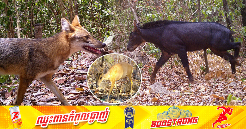 សត្វព្រៃជាច្រើនប្រភេទ ត្រូវបានថតជាប់ដោយម៉ាស៊ីនថតស្វ័យប្រវត្តិ នៅតំបន់ទេសភាពភ្នំថ្មកំបោរ