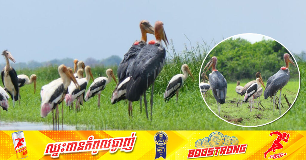 តំបន់រ៉ាមសារបឹងទន្លេឆ្មា នៅតែបន្ដដើរតួនាទីយ៉ាងសំខាន់ក្នុងការផ្ដល់ជាទីជម្រក និងទីតាំងរកចំណីសម្រាប់សត្វស្លាបទឹកជាច្រើនប្រភេទ