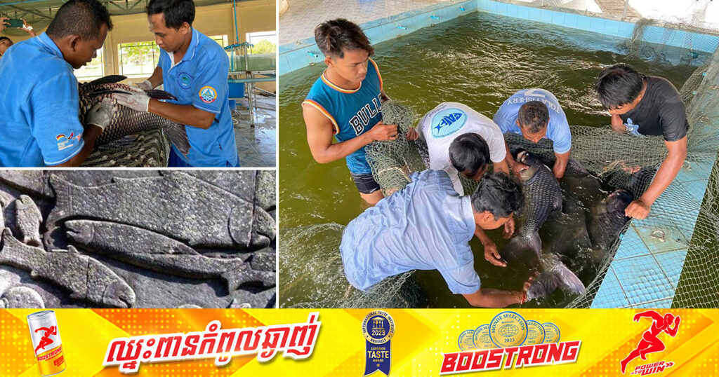 ដំណឹងរីករាយ! ការបង្កាត់ ភ្ញាស់កូនត្រី​គល់រាំង ទទួល​ជោគ​ជ័យ​​ជាលើកដំបូង