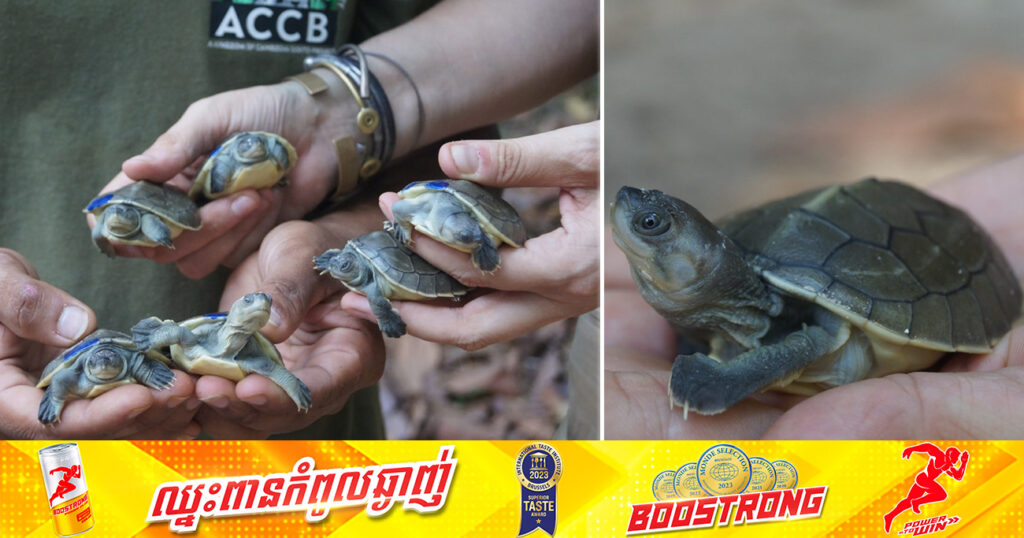 ដំណឹងរីករាយ! កូនអណ្តើកហ្លួង ដែលជិតផុតពូជនៅលើពិភពលោក បានញាស់ថ្មីចំនួន ១០ក្បាលបន្ថែមទៀត