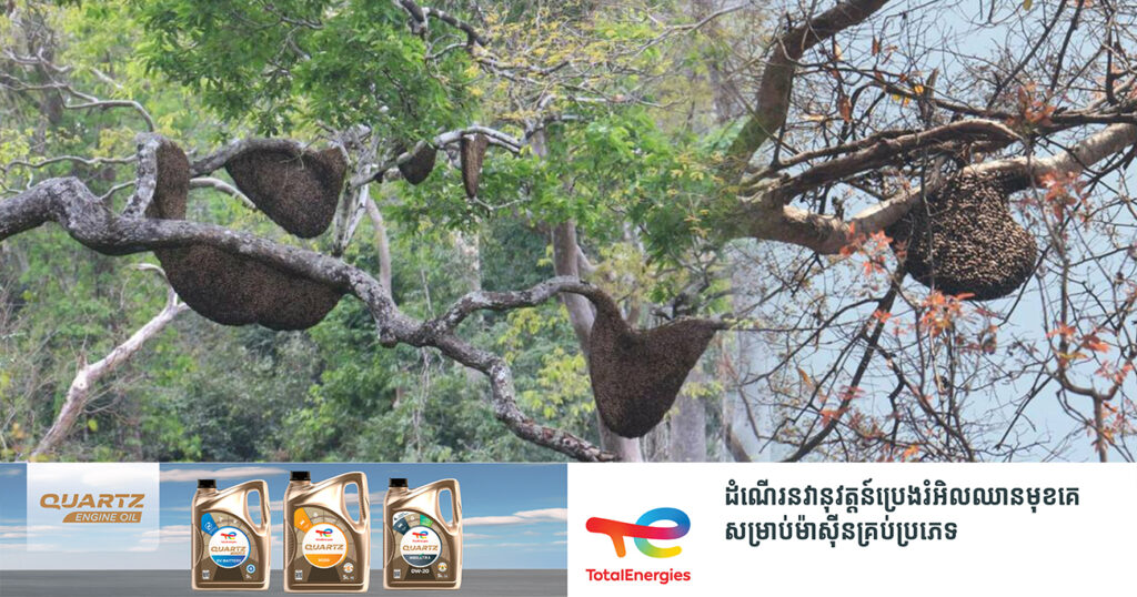 ប្រភេទពូជឈើព្រៃសំខាន់ៗមួយចំនួននៅតំបន់ទេសភាពខ្ពង់រាបភាគខាងកើតនៃខេត្តមណ្ឌលគិរី ផ្ដល់ប្រភពទឹកដមសម្រាប់ឃ្មុំព្រៃ