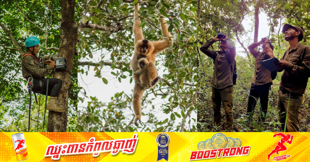 តំបន់ជំរំសត្វទោច ចាហ៊ូ នៅកែវសីមា នឹងធ្វើការពង្រីកជម្រកសត្វទោចថ្ពាល់លឿងឱ្យដល់គោលដៅរហូត១០០០ហិកតា