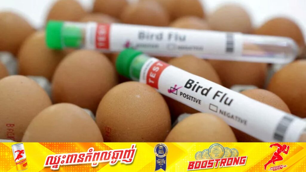 ហ្វាំងឡង់គ្រោងចាក់វ៉ាក់សាំងការពារជំងឺផ្តាសាយបក្សីជូនពលរដ្ឋខ្លួនជាលើកដំបូងនៅលើពិភពលោក