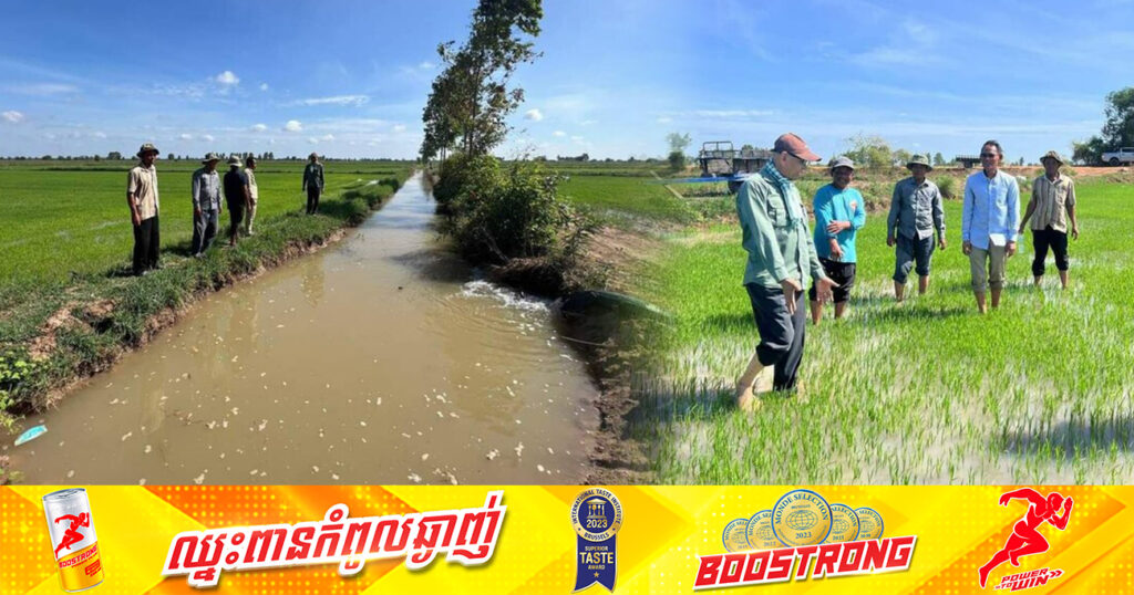 ស្រូវវស្សាជាង ៧០០០ហិកតា នៅស្រុកភ្នំស្រុក ខេត្តបន្ទាយមានជ័យ ត្រូវបានជួយសង្គ្រោះ