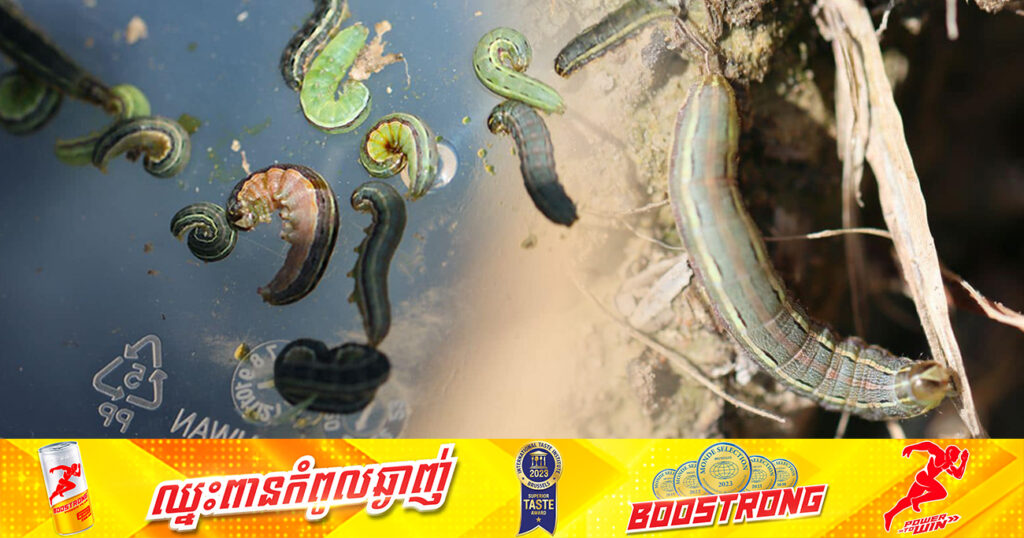 សត្វដង្កូវហ្វូងបានកំពុងបំផ្លាញលើដំណាំស្រូវ ដំឡូងមីរបស់កសិករចំនួន៩ខេត្ត