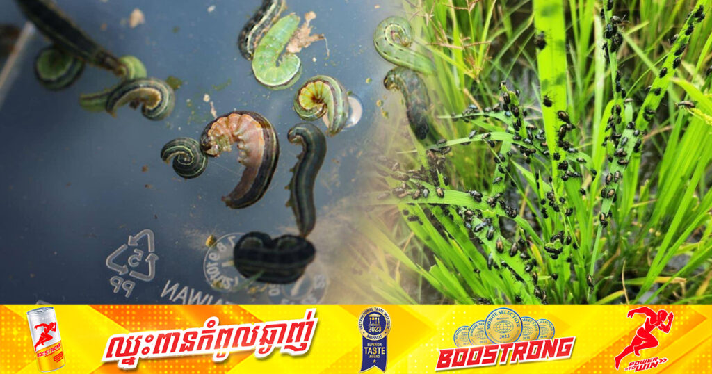 សត្វដង្កូវហ្វូង កំពុងបំផ្លាញស្រូវពង្រោះរបស់កសិករនៅស្រុកថ្ពង ខេត្តកំពង់ស្ពឺ