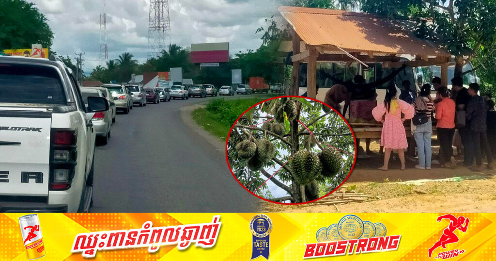រដូវប្រមូលផលផ្លែទុរ៉េននៅសំឡូតឆ្នាំនេះ បានទាក់ទាញអតិថិជនយ៉ាងច្រើនកុះករ