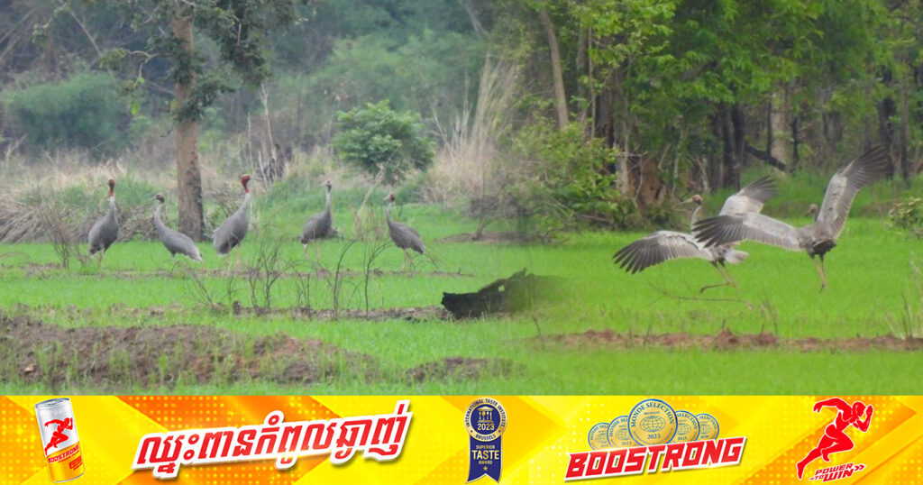 សត្វក្រៀលចំនួន១៤ក្បាល ត្រូវបានគេរកឃើញនៅក្នុងដែនជម្រកសត្វព្រៃលំផាត់