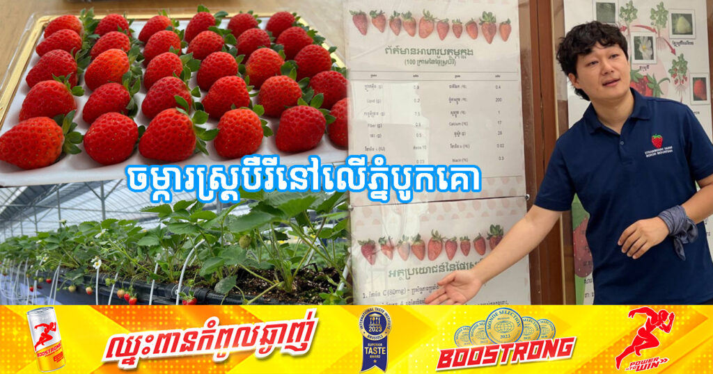 ចម្ការ«ស្រ្តបឺរី» នៅលើឧទ្យានជាតិព្រះមុនីវង្សបូកគោ ទាក់ទាញអ្នកទេសចរណ៍ទៅទស្សនា