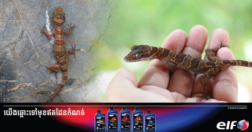 អ្នកស្រាវជ្រាវរកឃើញប្រភេទតុកកែប្រភេទថ្មី មានវត្តមាននៅកម្ពុជា