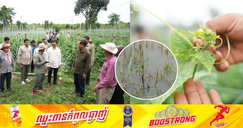 ដំណាំស្រូវប្រមាណ ១៥ហិកតា នៅស្រុកថ្ពង ត្រូវបានសត្វដង្កូវហ្វូងស៊ីត្រួយស្ទើរអស់ទាំងស្រុង ប៉ុន្តែបន្ទាប់ពីបាញ់ថ្នាំកញ្ចាត់ដង្កូវ ដំណាំលូតលាស់ធម្មតា ដោយសារមានភ្លៀងធ្លាក់ជាបណ្តើរៗ