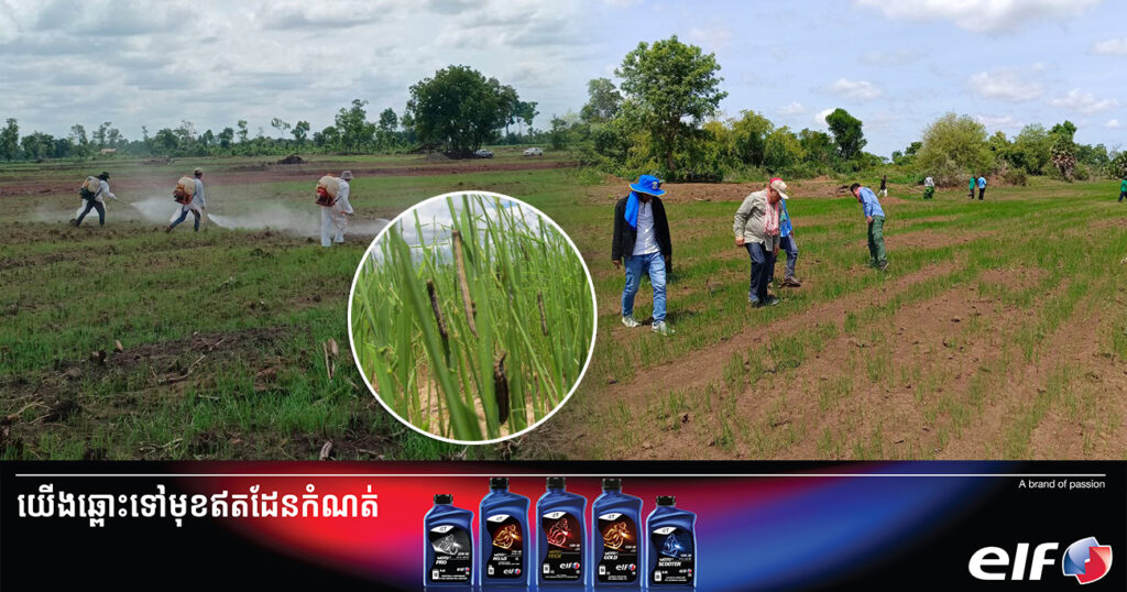 ដំណាំស្រូវវស្សាប្រមាណ ៥០ហិកតា ក្នុងស្រុកស្វាយលើ ខេត្ដសៀមរាប រងការខូចខាតដោយសារសត្វដង្កូវហ្វូង