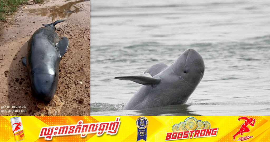រដ្ឋបាលជលផល អំពាវនាវដល់ប្រជានេសាទខេត្តកំពត ឱ្យយកចិត្តទុកដាក់ការពារផ្សោតសមុទ្រប្រភេទថ្មី