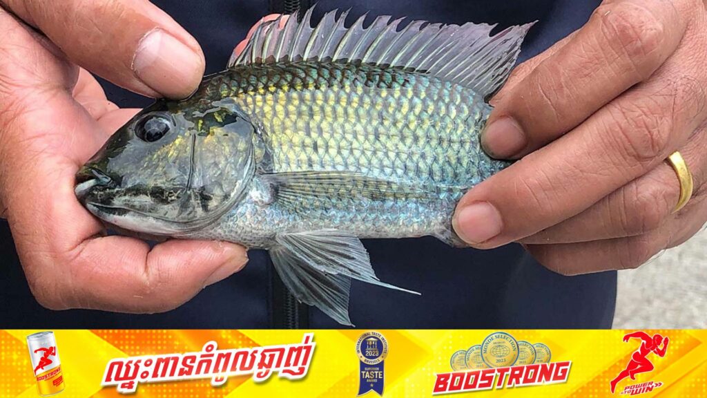 ក្រុមសង្គមស៊ីវិលស្នើឱ្យរដ្ឋាភិបាលថៃចាត់វិធានការតាមផ្លូវច្បាប់ចំពោះអ្នកធ្វើឱ្យមានការរាតត្បាតពូជ “ត្រីទីឡាបយ៉ាខ្មៅ” ដែលជាប្រភេទត្រីអាចបង្កគ្រោះថ្នាក់ដល់ពូជត្រីផ្សេងទៀត