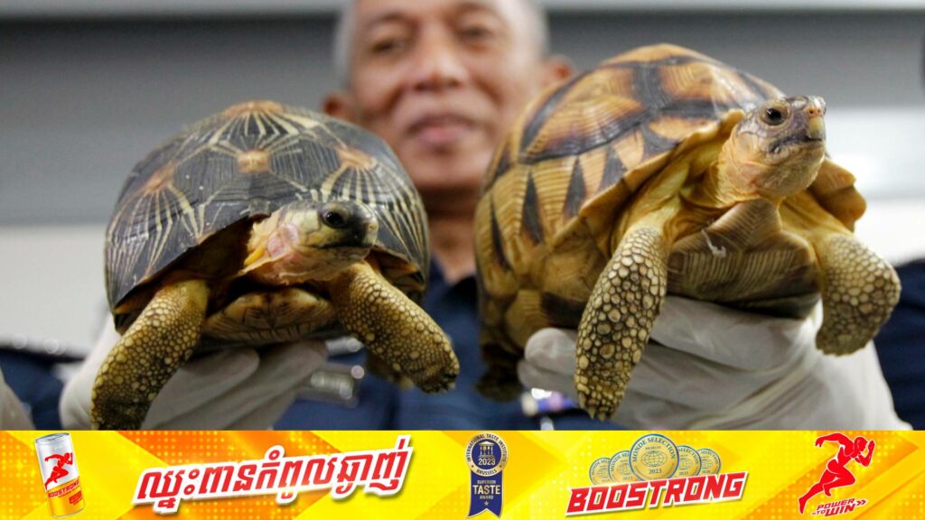 ក្នុងសំណុំរឿង “និនចារអណ្តើកទំនើង” អាជ្ញាធរម៉ាឡេស៊ីបានជួយសង្គ្រោះសត្វអណ្តើក ៤០០ក្បាល ដែលមានតម្លៃជាង ៨០ម៉ឺនដុល្លារ