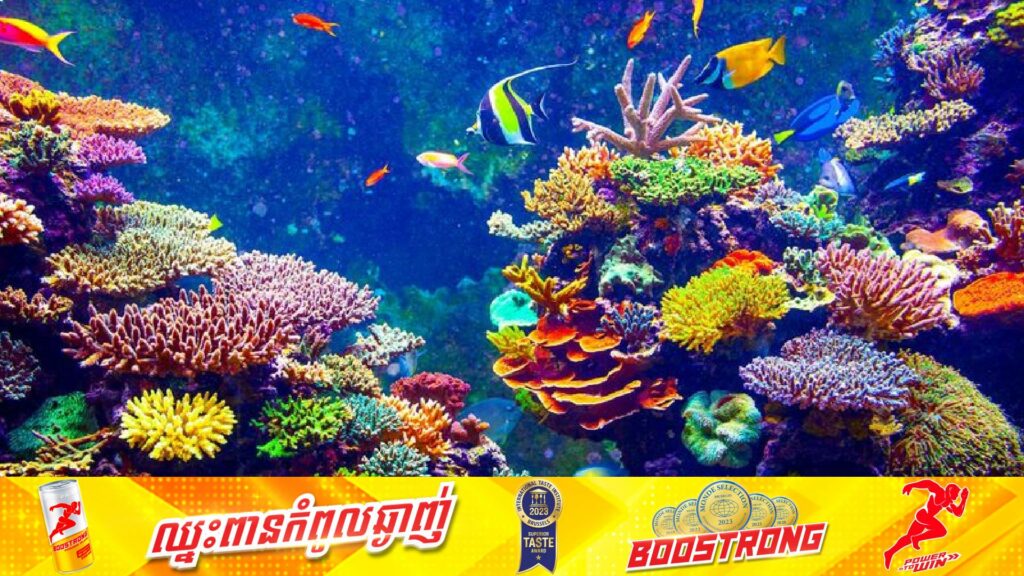 អាមេរិក សម្រេចលើកលែងបំណុលផ្កាថ្មតម្លៃ ៣៥លានដុល្លារពីឥណ្ឌូនេស៊ី