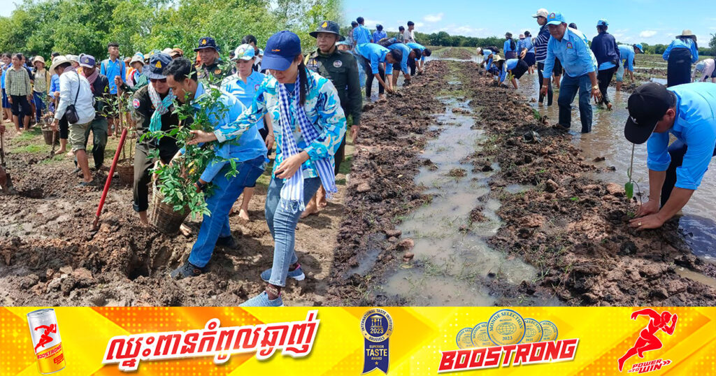 កូនឈើព្រៃលិចទឹកចម្រុះប្រមាណ ៣.០០០ដើម ត្រូវបានអាជ្ញាធរដាំស្ដារឡើងវិញ នៅខាងជើងបឹងទន្លេសាប ក្នុងខេត្ដសៀមរាប