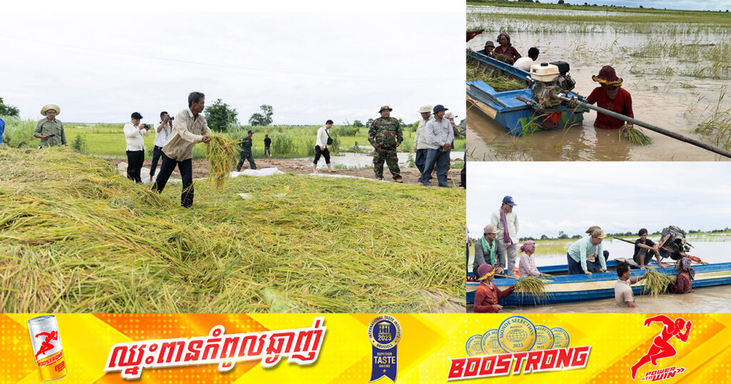 ជំនន់ទឹកភ្លៀង ធ្វើឱ្យប៉ះពាល់ និងខូចខាតដំណាំស្រូវរបស់ប្រជាកសិករអស់ចំនួន៥ស្រុក ក្នុងខេត្តកំពង់ធំ