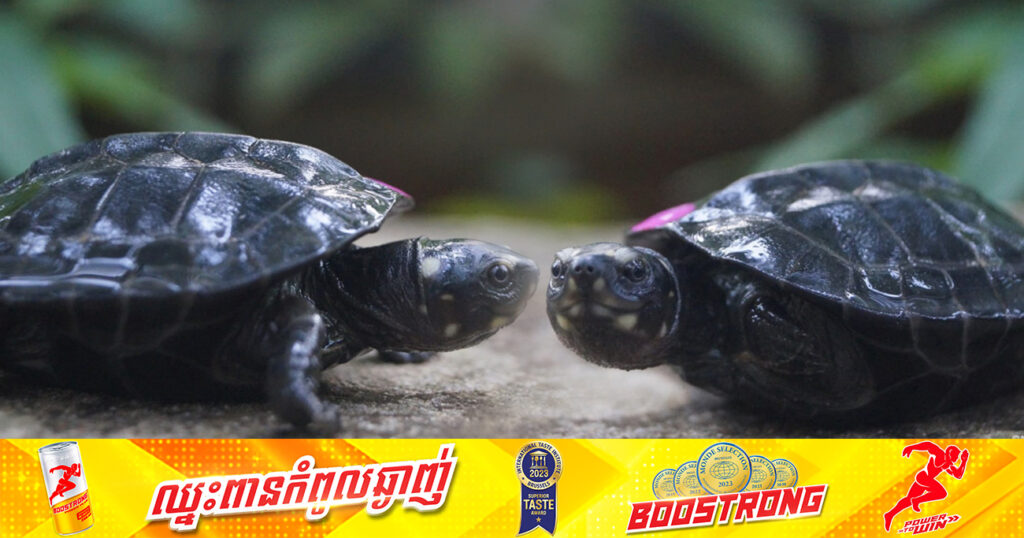 មជ្ឈមណ្ឌលអង្គរសម្រាប់ការអភិរក្សជីវៈចម្រុះ  បង្កាត់ពូជអណ្តើកក្អែកលើកដំបូងបង្អស់បានដោយជោគជ័យ
