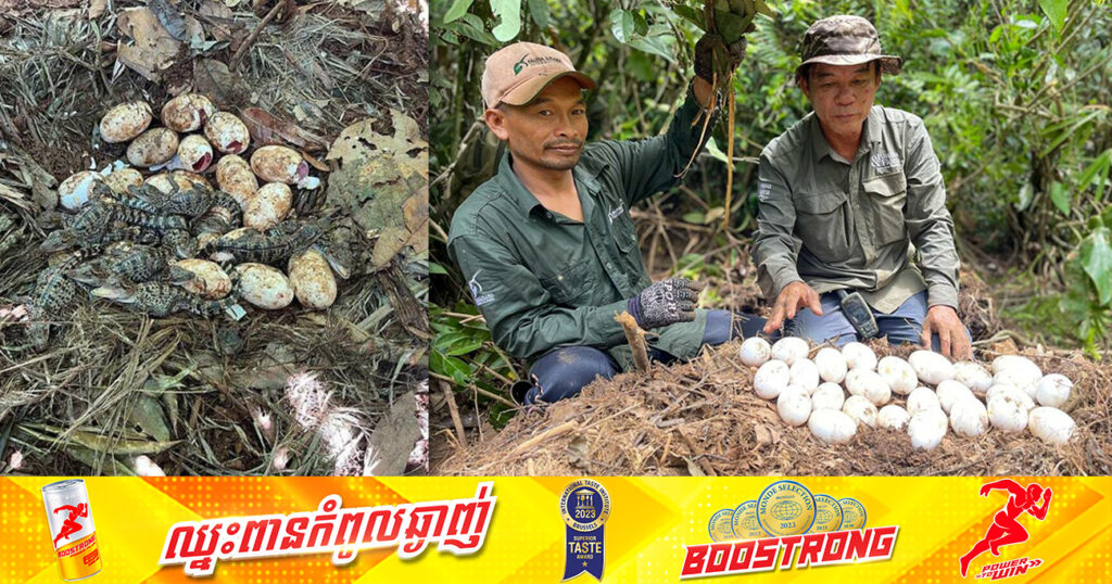 រយៈពេលជាង២០ឆ្នាំមកនេះ កូនក្រពើភ្នំញាស់ជាលក្ខណៈធម្មជាតិមានជាង២០០ក្បាល ក្នុងនោះជួរភ្នំក្រវាញមានវត្តមានក្រពើភ្នំច្រើនជាងគេ