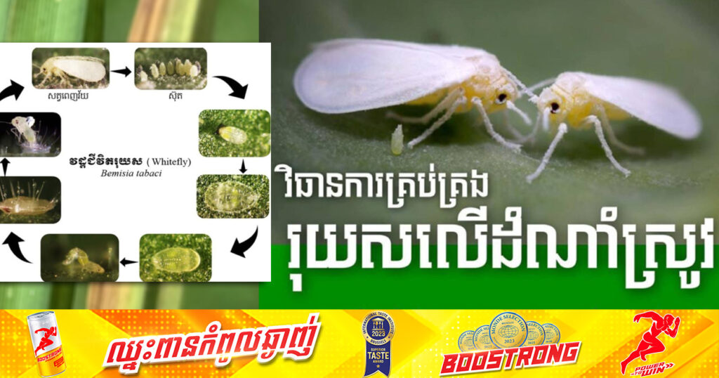 សត្វ«រុយស» កំពុងវាយលុកខេត្តចំនួន៣ នៅជាប់ព្រំដែនកម្ពុជា-វៀតណាម  ដែលបង្កការលំបាកដល់ប្រជាកសិករ