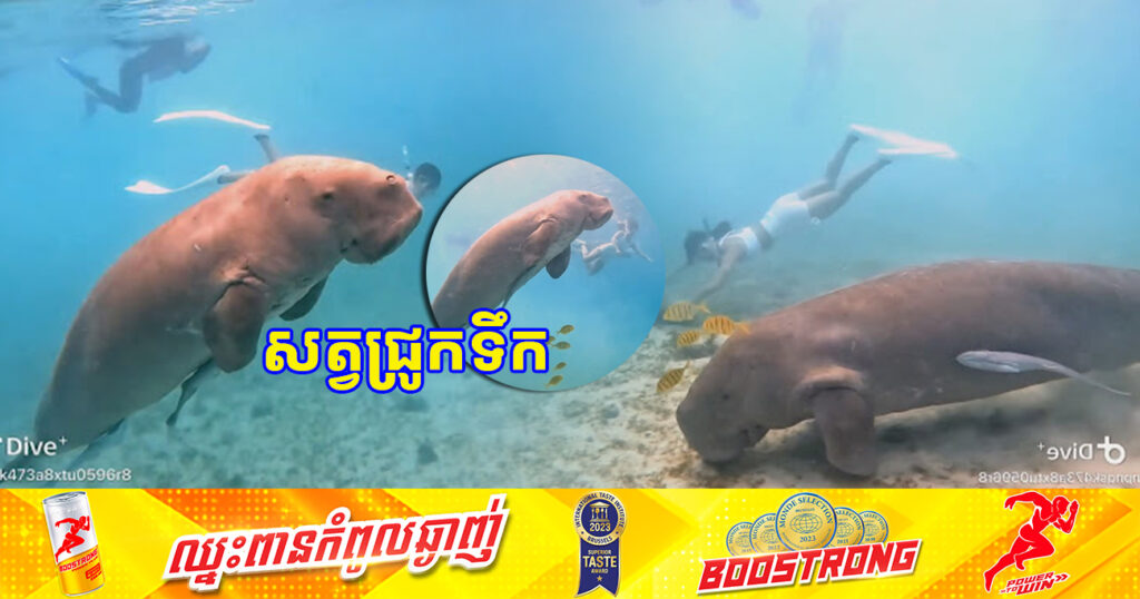 ដំណឹងរីករាយ! ប្រទះឃើញជ្រូកទឹកមួយក្បាល ជាសត្វសមុទ្រដ៏កម្រ មករស់នៅក្នុងសហគមន៍នេសាទព្រែកត្នោត ខេត្តកំពត