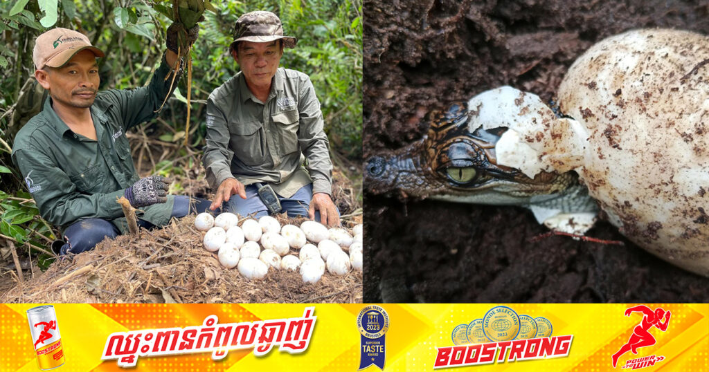 មន្ត្រីជំនាញរកឃើញសម្បុកសត្វក្រពើភ្នំចំនួន៥ នៅឧទ្យានជាតិជួរភ្នំក្រវាញ