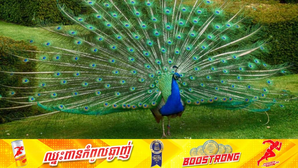 YouTuber ឥណ្ឌាម្នាក់ត្រូវឃុំខ្លួន ១៤ថ្ងៃ ក្រោយបង្ហោះវីដេអូចម្អិន និងបរិភោគសត្វក្ងោក