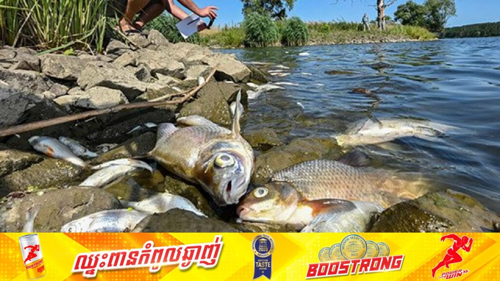 វត្តមានរបស់សារាយពណ៌មាសមួយប្រភេទ បានធ្វើឱ្យត្រីនៅប៉ូឡូញចំនួន ៧៧តោនអណ្តែតពេញទន្លេ