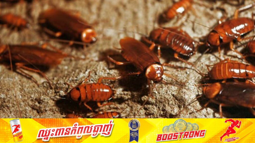 តុលាការនូវែលសេឡង់បង្គាប់ឱ្យម្ចាស់ផ្ទះផ្តល់ប្រាក់សំណងជិត ៨ពាន់ដុល្លារទៅកាន់អ្នកជួលផ្ទះ ក្នុងករណីចម្រូងចម្រាសមួយបង្កឡើងដោយសត្វកន្លាត