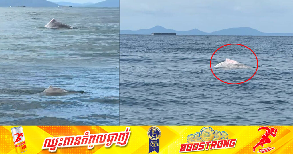 ផ្សោតឃ្លាច និងផ្សោតក្បាលត្រឡោក ត្រូវអង្គការអភិរក្សសមុទ្រកម្ពុជាថតបាន នៅព្រែកត្នោត