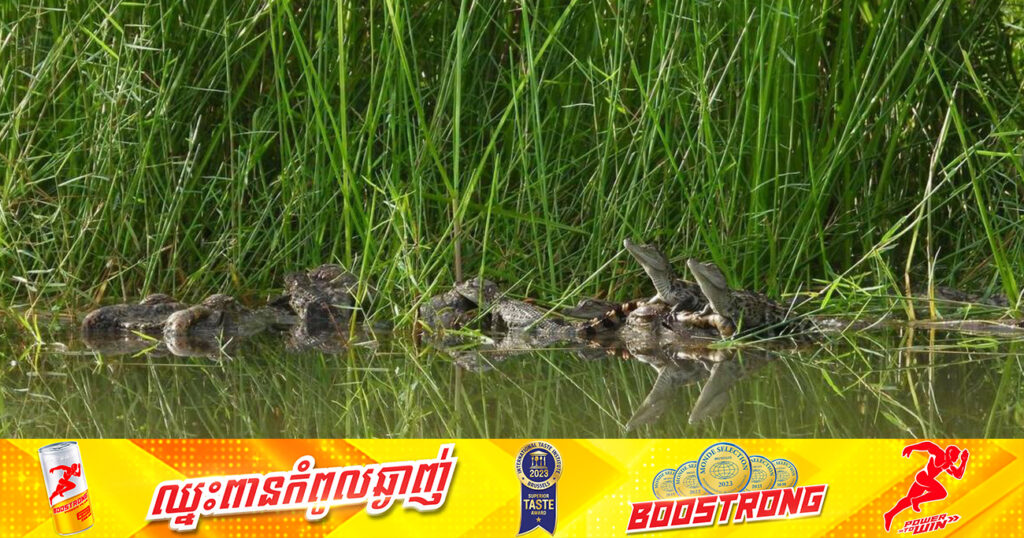 កូនក្រពើភ្នំដែលជិតផុតពូជបំផុត ១៤ក្បាល បានញាស់ដោយជោគជ័យនៅដែនជម្រកសត្វព្រៃសៀមប៉ាង