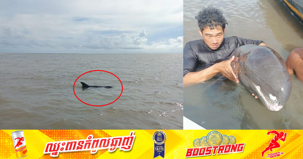 ផ្សោត១ក្បាលទម្ងន់ប្រមាណ ១២០គីឡូក្រាម ដែលជាប់នឹងឬសកោងកាងនៅស្រុកមណ្ឌលសីមា ត្រូវបានជួយសង្គ្រោះ