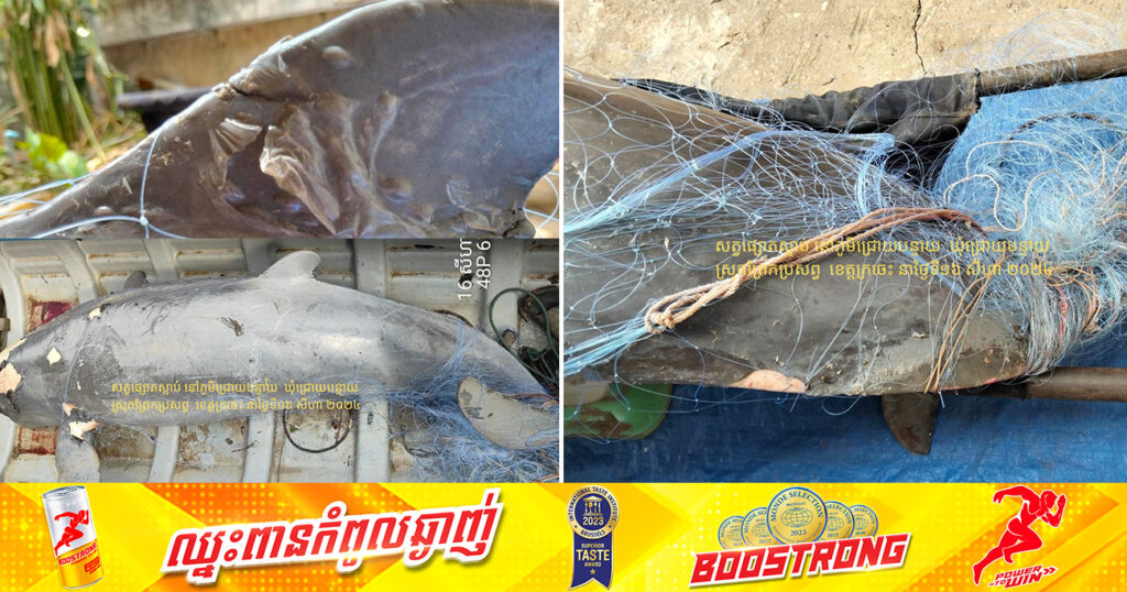 សោកស្ដាយ! កម្ពុជាបាត់បង់សត្វផ្សោតជំទង់ ១ក្បាល នៅក្បែរអន្លង់កាំពី ក្នុងខេត្តក្រចេះ ដោយជាប់មងអ្នកនេសាទ