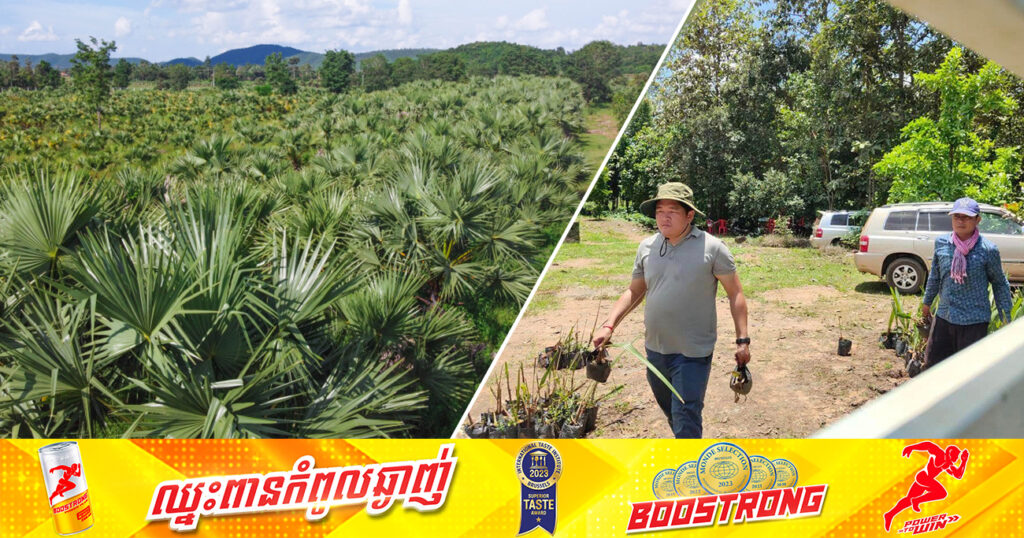 យុវជនកម្ពុជា បន្តដាំកូនត្នោតជាបន្តបន្ទាប់នៅតាមខ្សែក្រវាត់ព្រំដែន កម្ពុជា-វៀតណាម