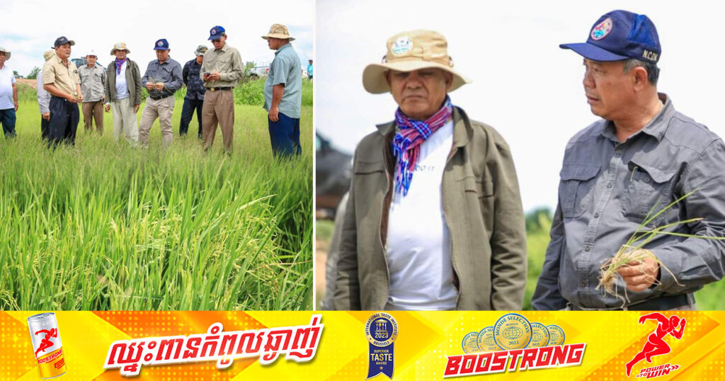 អាជ្ញាធរខេត្តបន្ទាយមានជ័យ ចុះអន្តរាគមន៍ជួយសង្គ្រោះដំណាំស្រូវប្រមាណ ១៣.០០០ហិកតា ដែលប្រឈមការខូចខាតខ្វះទឹក