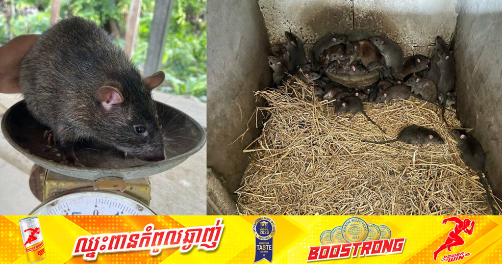 ការចិញ្ចឹមសត្វកណ្តុរប្រែងរបស់កសិករ ស្រុកបវេល ទទួលបានចំណូលផ្គត់ផ្គង់ជីវភាពគ្រួសារ កំពុងកាក់កបគួរសម