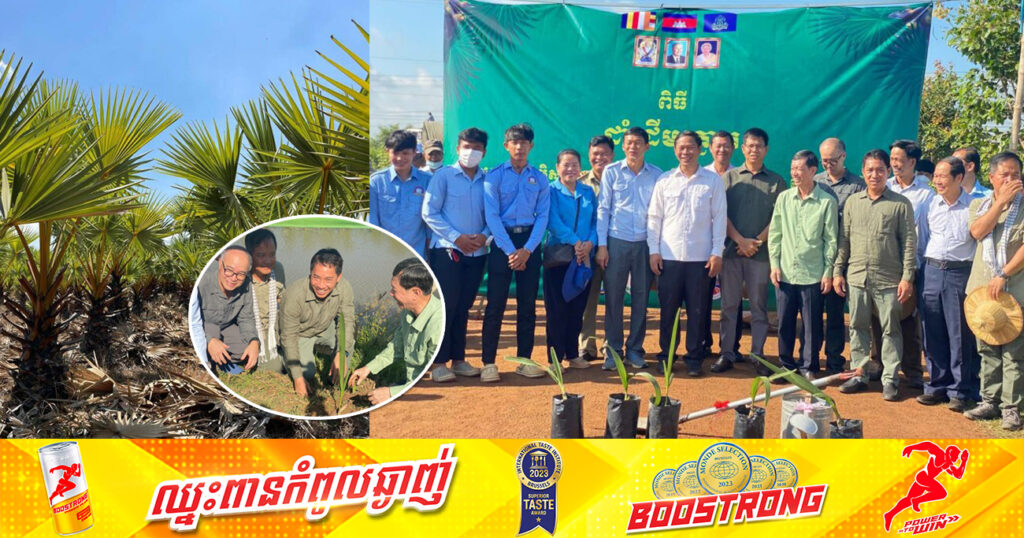 កូនត្នោតជាង ៥៥៥៥ដើម ត្រូវបានបន្តយកទៅដាំក្នុងភូមិសាស្រ្តស្រុកពញាក្រែក ខេត្តត្បូងឃ្មុំ ដើម្បីបង្កើនភាពបៃតង