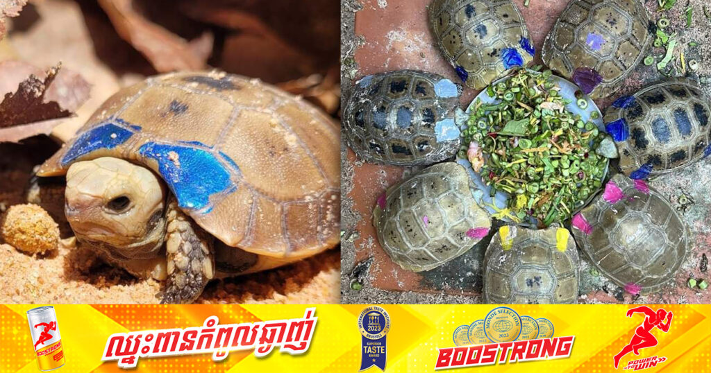 រំភើបណាស់! អណ្តើកព្រេច ដែលជាប្រភេទរងគ្រោះថ្នាក់ជិតផុតពូជចំនួន ១៦៩ក្បាល ត្រូវបានញាស់