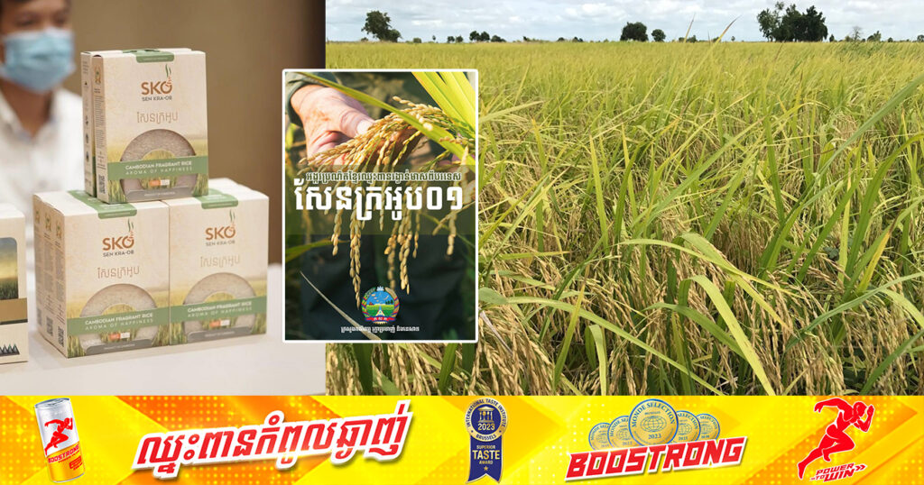 សែនក្រអូប០១ ពូជស្រូវកម្ពុជាល្បីឈ្មោះ នាំឆ្ពោះទៅកាន់ទីផ្សារពិភពលោក