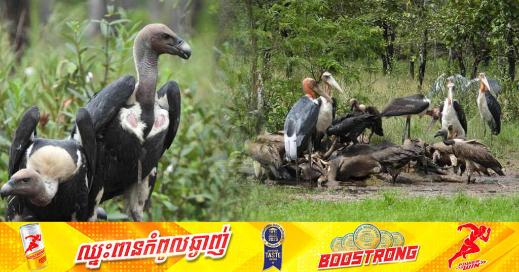 កំណើនវត្តមានសត្វត្មាត បានបំបែកកំណត់ត្រាថ្មីនៅក្នុងដែនជម្រកសត្វព្រៃសៀមប៉ាង