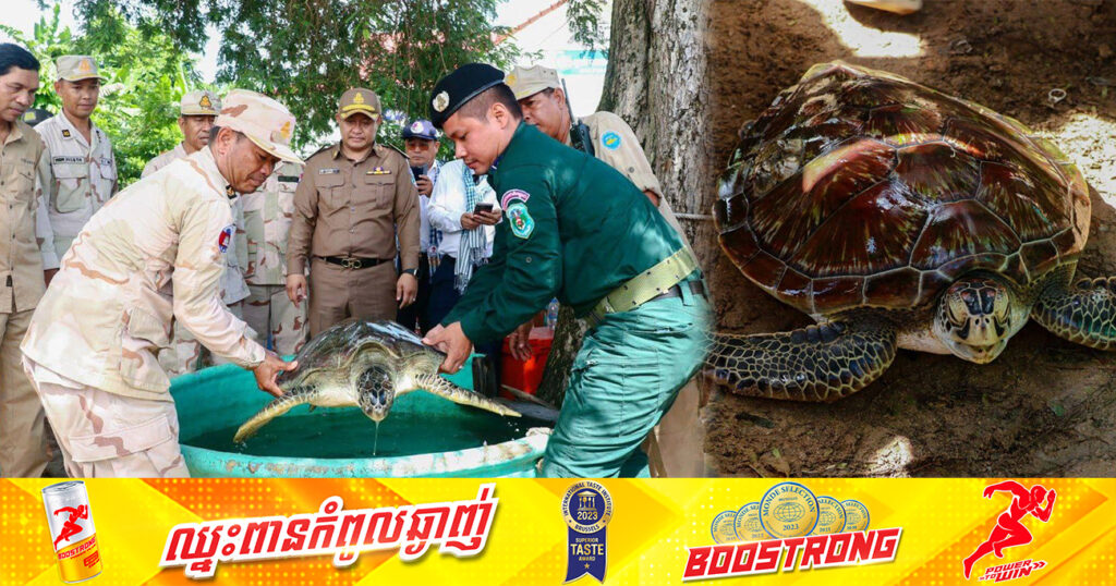 អភិបាលខេត្តកែប ព្រលែងសត្វល្មិចចំនួន៣ក្បាល ចូលសមុទ្រវិញ បន្ទាប់ពីទទួលបានពីអ្នកនេសាទ