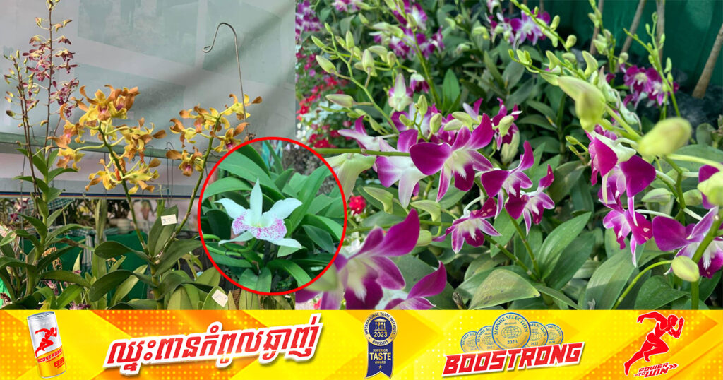 កេសរកូលកម្ពុជា មានដុះច្រើននៅតាមតំបន់ព្រៃភ្នំ និងកំពុងទទួលបានការអភិរក្ស