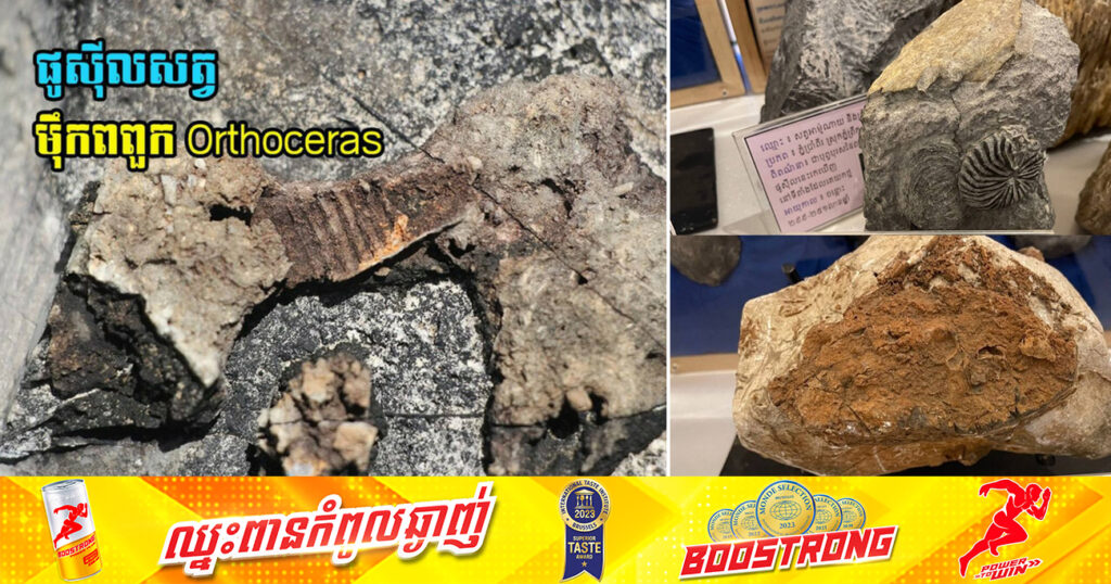 រកឃើញផូស៊ីលសរុប ៦៧ស្ថានីយ ខណៈអ្នកជំនាញទើបតែរកឃើញស្លឹកឈើកន្លែងថ្មី នៅស្រុកទឹកឈូ ខេត្តកំពត