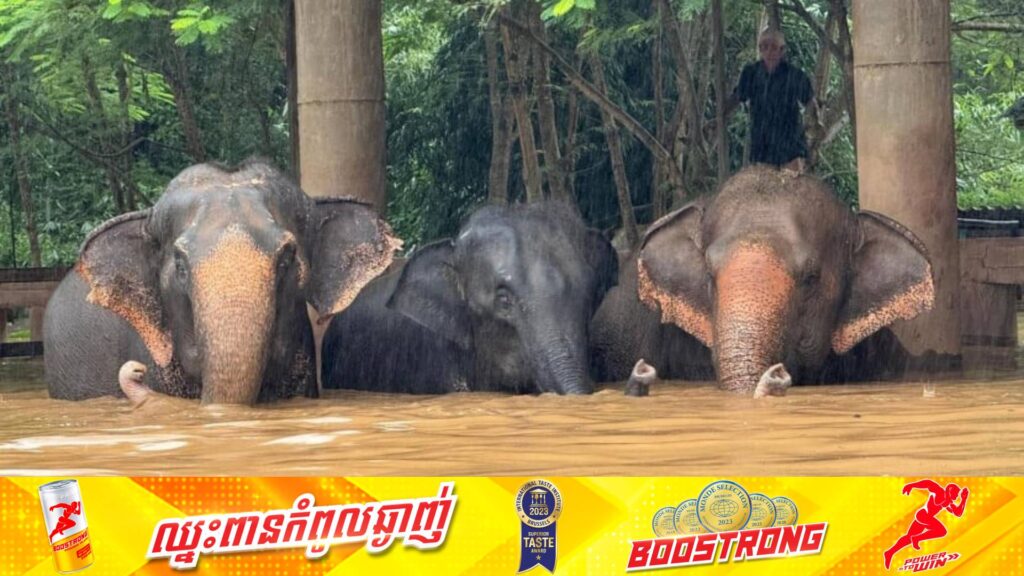 ទឹកជំនន់នៅខេត្តឈៀងម៉ៃ ប្រទេសថៃ បានបណ្តាលឱ្យដំរី ២ក្បាល និងមនុស្ស ៣នាក់បាត់បង់ជីវិត