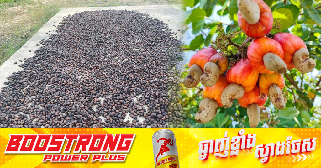 ផ្ទៃដីដាំដុះស្វាយចន្ទីទូទាំងប្រទេសកម្ពុជាមានប្រមាណ ៥៨ម៉ឺនហិកតាជាប់លេខ៣ និងគ្រាប់ស្វាយចន្ទីកម្ពុជាមានរសជាតិឆ្ងាញ់លើសគេ