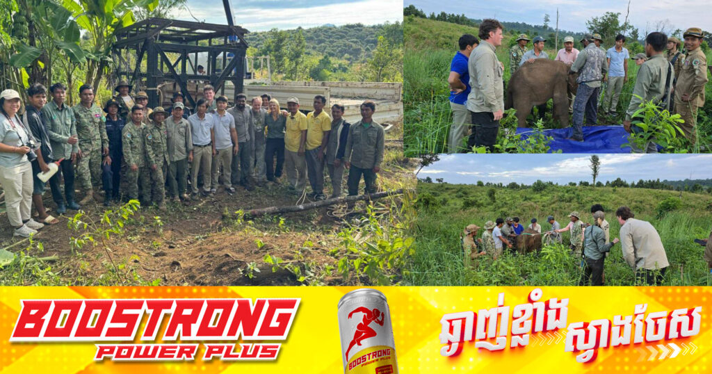 កូនដំរីញីមួយក្បាលនៅខេត្តមណ្ឌលគិរីត្រូវបានសង្រ្គោះ