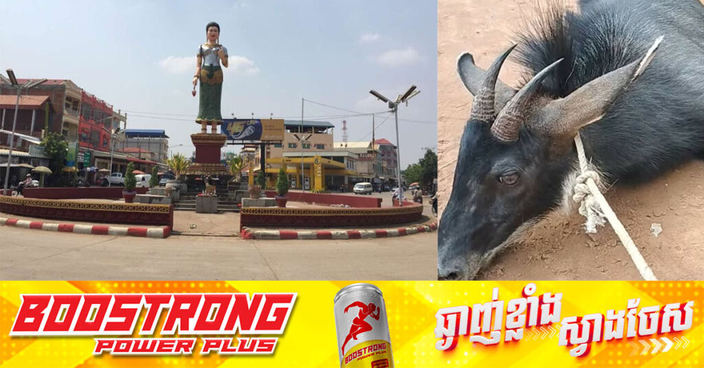 សត្វកែះ ១ក្បាល រត់ចូលភូមិអ្នកស្រុកនៅខេត្តបន្ទាយមានជ័យ ត្រូវបានសង្គ្រោះ