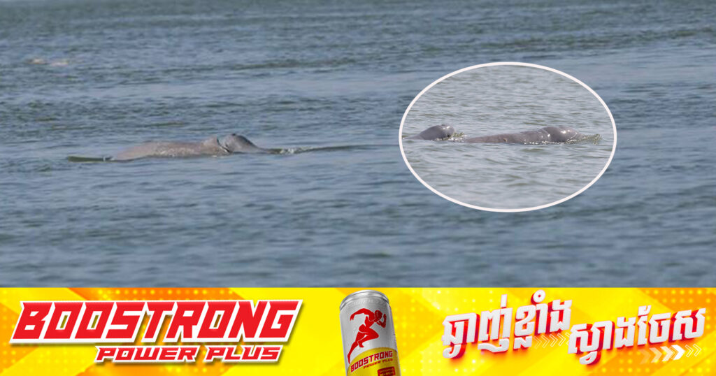 កម្ពុជាស្វាគមន៍កូនផ្សោតទី ២ ក្នុងខែមករា ឆ្នាំ២០២៥ នៅអន្លង់ត្បូងខ្លា ខេត្តស្ទឹងត្រែង